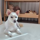 궁댕이 애견미용실 이미지