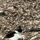 자매공원 | 과천 자매순대국 + 관문체육공원 후기