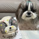 까까가개 | 수원 강아지 케이크 주문제작 까까가개