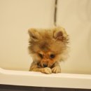 다다다펫그루밍 이미지