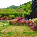 퍼피애견 이미지