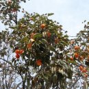 월하농장 이미지