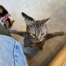 심쿵아이 | 수원 8살 6살 아이와 가볼 만한 곳, 고양이 카페 냥보고 심쿵 수원점 방문 후기