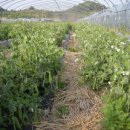 축동농장 이미지