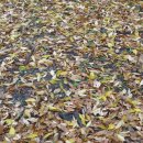 버섯마을 이미지