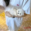 아이블링 - 김포시 | 아이블링