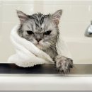 미사숲동물의료센터 이미지