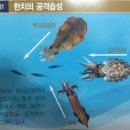 한치로2 이미지