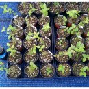 해삼농장 이미지