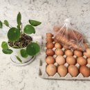 양촌농원 1농장 이미지