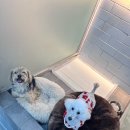 호두네 맡겨보개 이미지