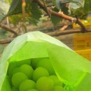 손가네 농장 이미지