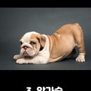 댕댕이 목욕탕 이미지