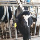 청성목장 이미지