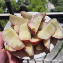 프레씨 | 내돈내산 <프레델> 신비복숭아 저렴한 비품 후기 - 신비복숭아 맛 처음 먹어보자나