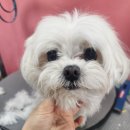 미미펫살롱 이미지