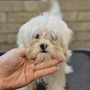 보드레 애견미용실 이미지