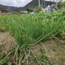 용동농장 이미지