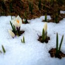 눈속에피는꽃 이미지
