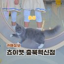 혁신합기도키즈짐 | 충북 진천 음성 혁신도시 400평 초대형 고양이 키즈카페 쵸이캣