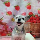 펫이좋아 이미지