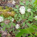 Terrace pond Loop, Wawayanda state park(05/04/24) 이미지