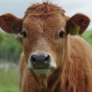 현대축산(1) 이미지