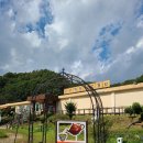 봉양초등학교 | [제천 여행] 한국차문화박물관 (보이차 생차) 체험 &amp; 시음 솔직후기