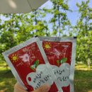 마교농장 | 충북 예산 힐링 데이트 추천 사과꽃 피크닉 돌다리농원