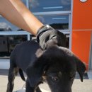 야로동물병원 이미지