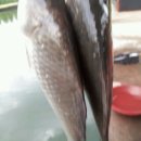 조씨낚시터 이미지