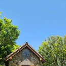 까멜리아 이미지