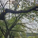 대청호둘레길5구간 일부,유성 유림공원 국화축제(25-10-19) 이미지
