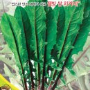 신선초 적경치커리 2분 이미지