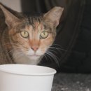 고양이입양소 이미지