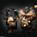 던져준 간식을 받을 때 개가 짓는 기쁜 표정을 포착한 재미난 사진 이미지