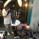 댕댕이 머리하는 날 이미지