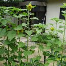 대자연농원 이미지