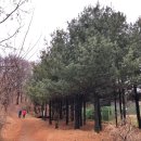 올레길 산림형 1코스 이미지