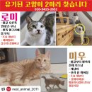 🆘 강화도 로미•미우 아직 찾고 있어요 이미지