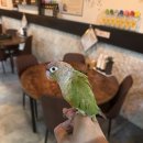 또오센 스지