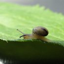 달팽이의하루 이미지