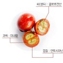 커피베리 이미지
