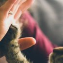 슬기로운 동물병원 이미지