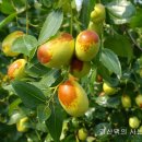 바람햇살농장 이미지