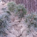 금송하우스 이미지