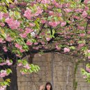 대학관 | [경희대 국제 캠퍼스] 겹벚꽃 명소 주말 봄 나들이 산책 사진 스팟