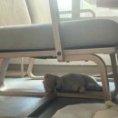 봄이네 애견 이미지