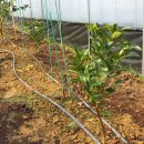 천혜향과 황금향 식재 이미지