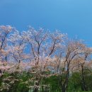 경화역에 벚꽃눈이 내려요 이미지